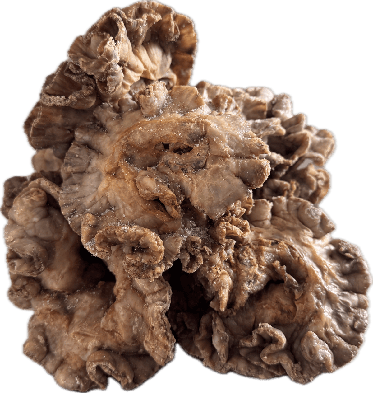 Entresijos Artesanales: El Regreso del Chicharrón de Flor a la Alta Gastronomía