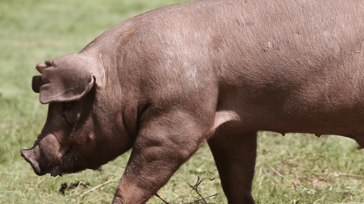 ¿Por qué elegimos la carne de cerdo Duroc para nuestros embutidos?