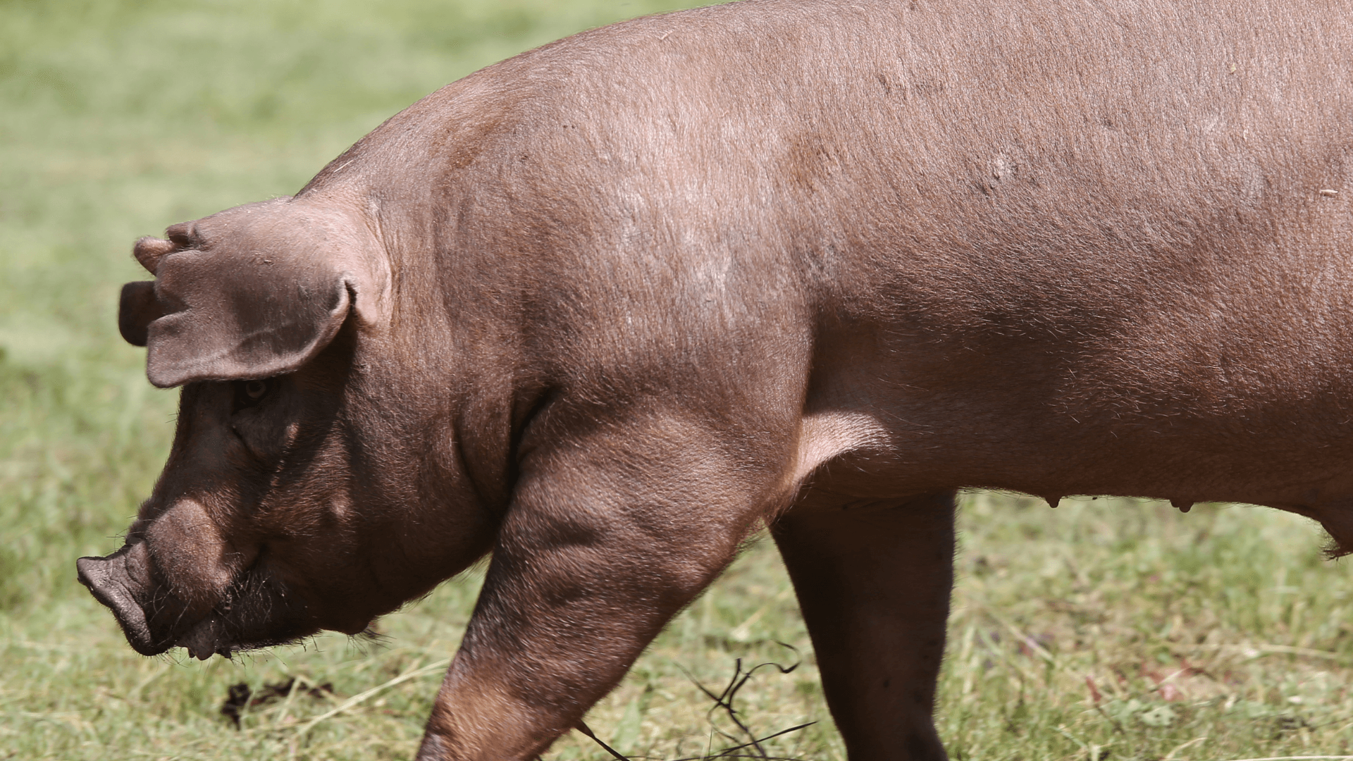 ¿Por qué elegimos la carne de cerdo Duroc para nuestros embutidos?