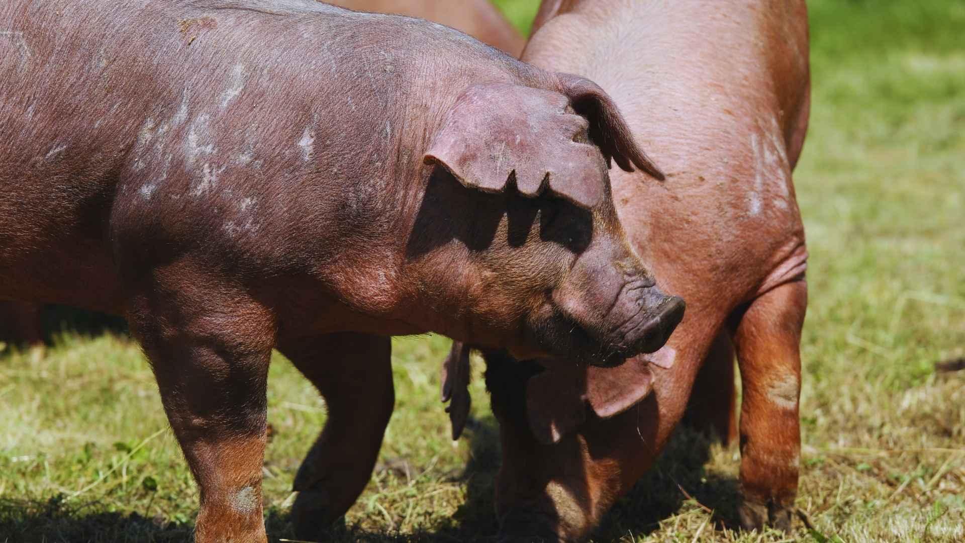 ¿Qué hace tan especial al cerdo Duroc?